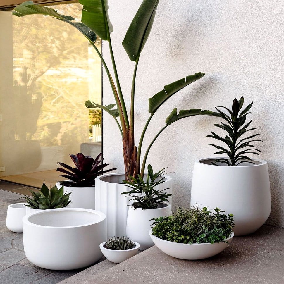 Variety of white ceramic pots with different plants