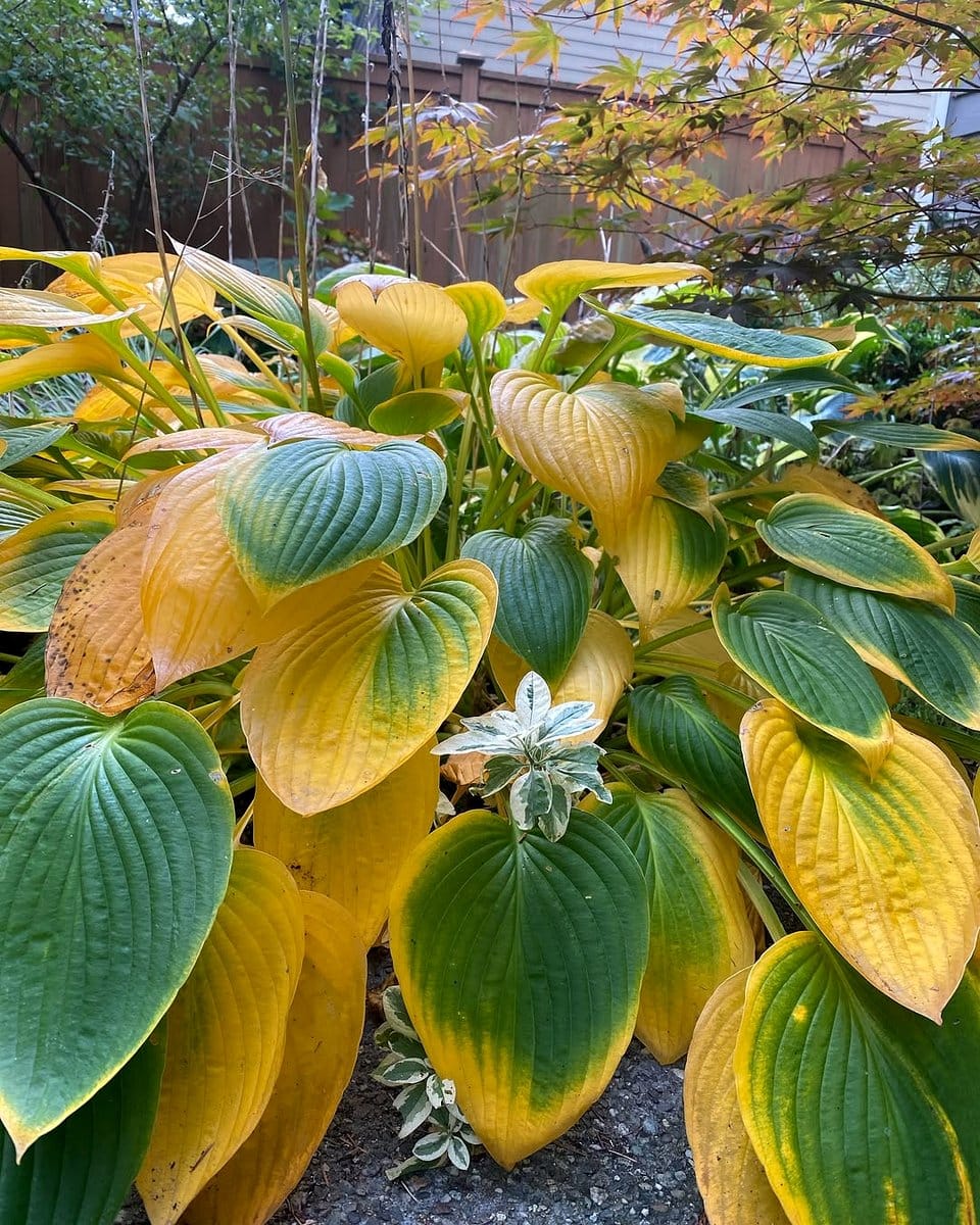 Bluebell flowers with hosta leaves
