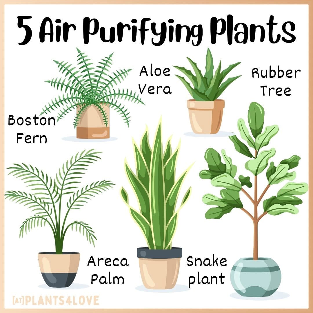 aloe vera next to Boston fern