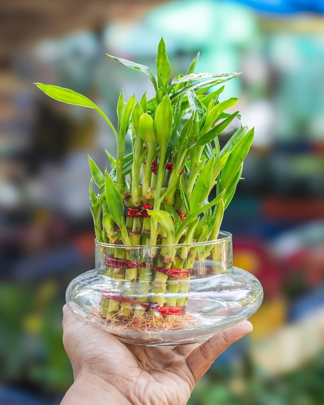 Spiraling lucky bamboo in glass vase