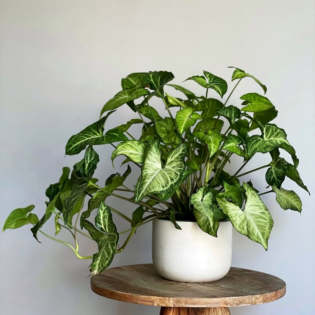 Syngonium 'White Butterfly' with arrow-shaped leaves
