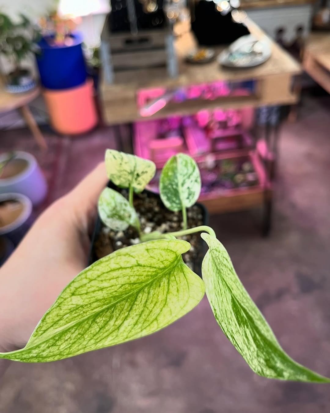 Fresh mint in hanging copper pots