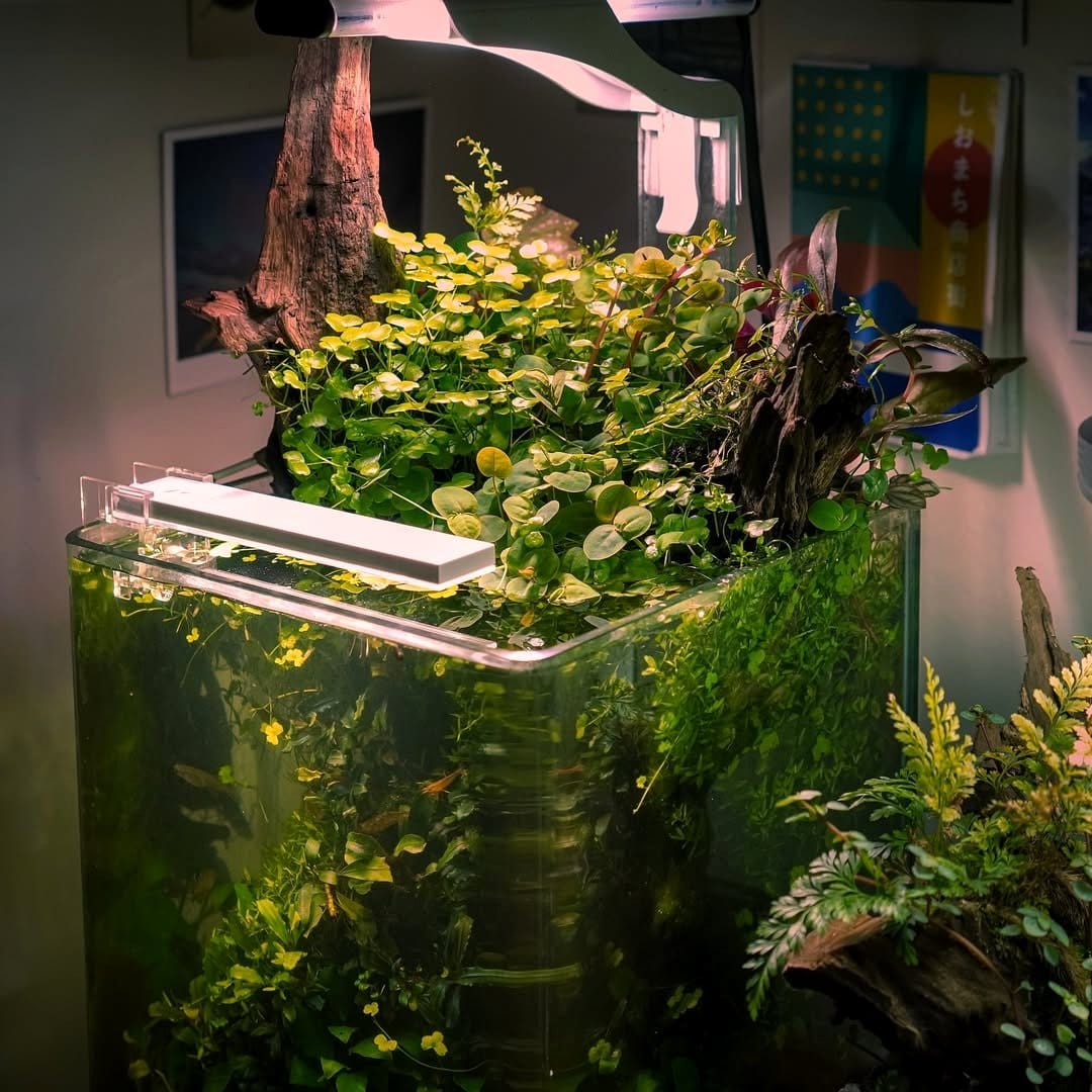 terrarium setup in clear hat box