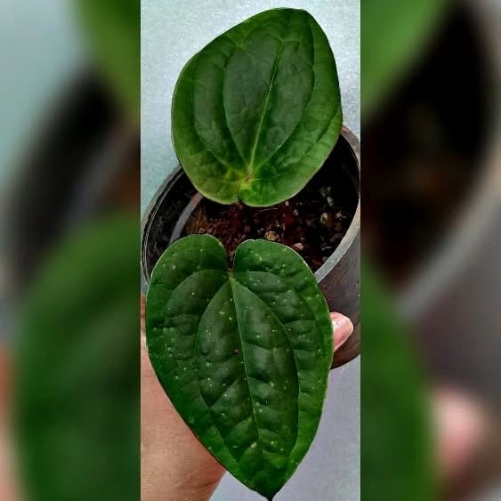 clustered group of houseplants