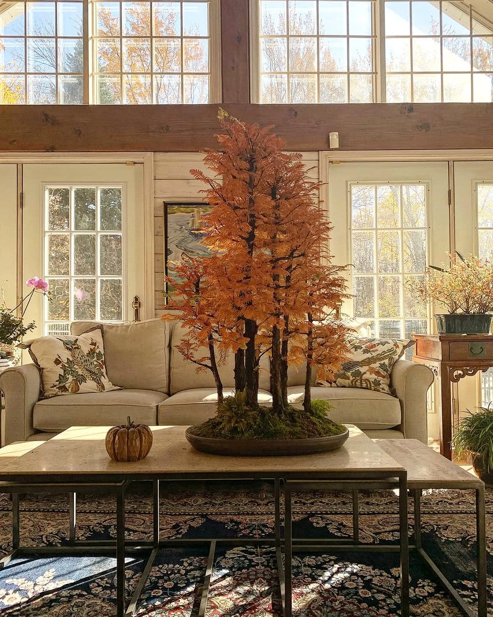 bonsai tree on coffee table