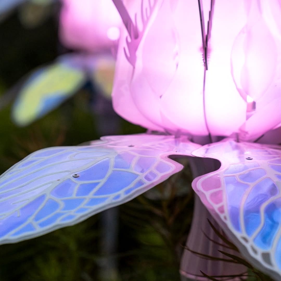 spotlight on plants at night