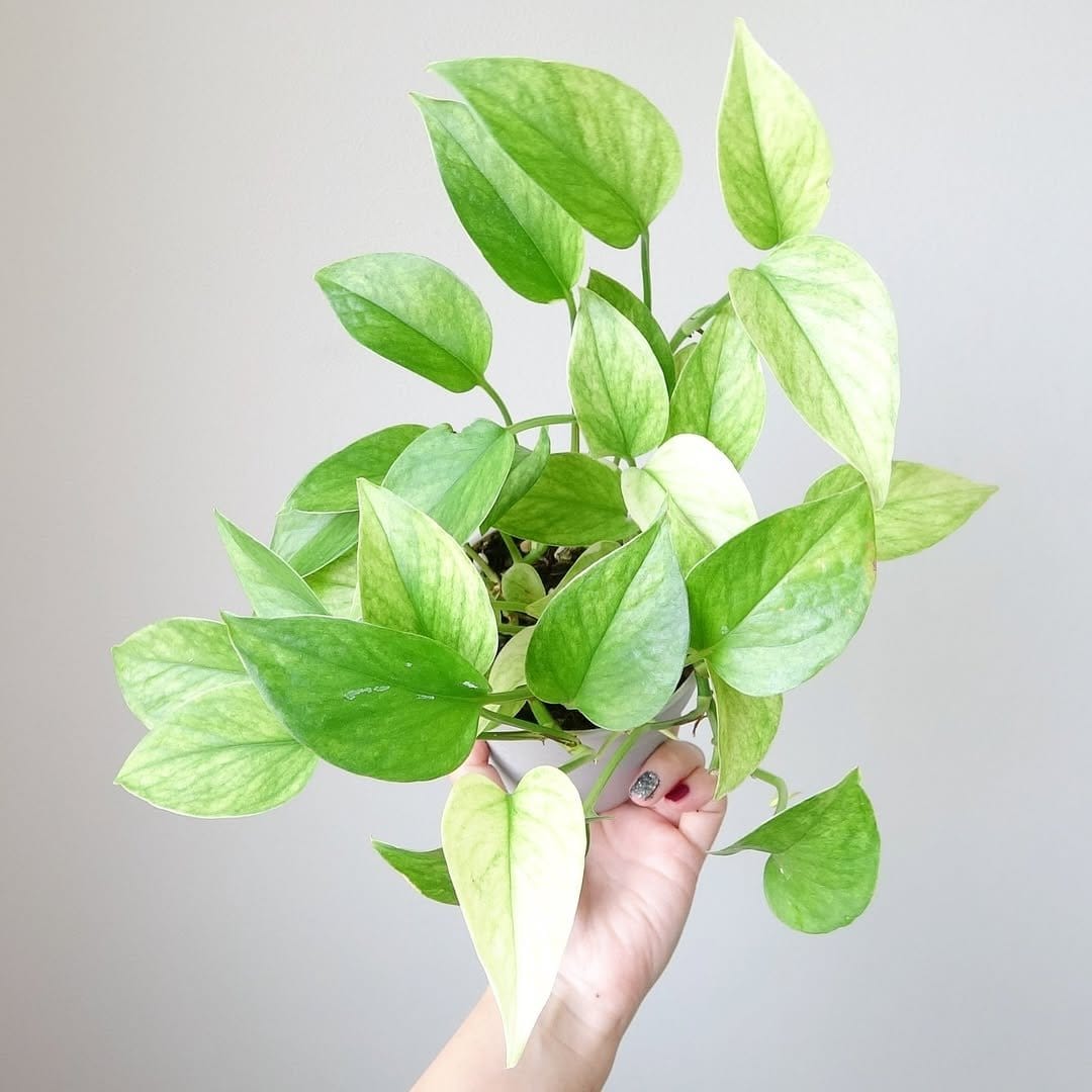 Trailing pothos on rustic wooden shelf