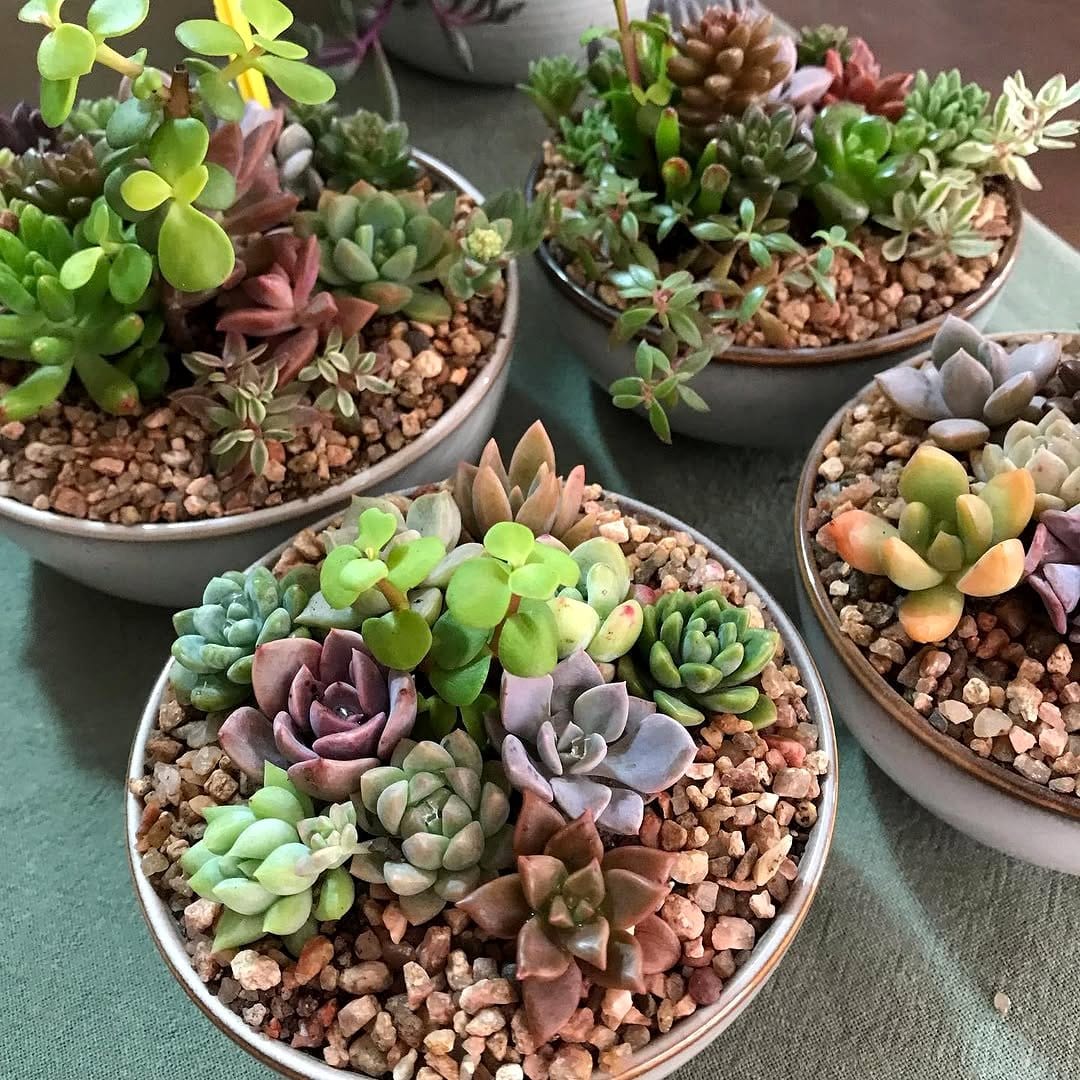 assortment of small succulents