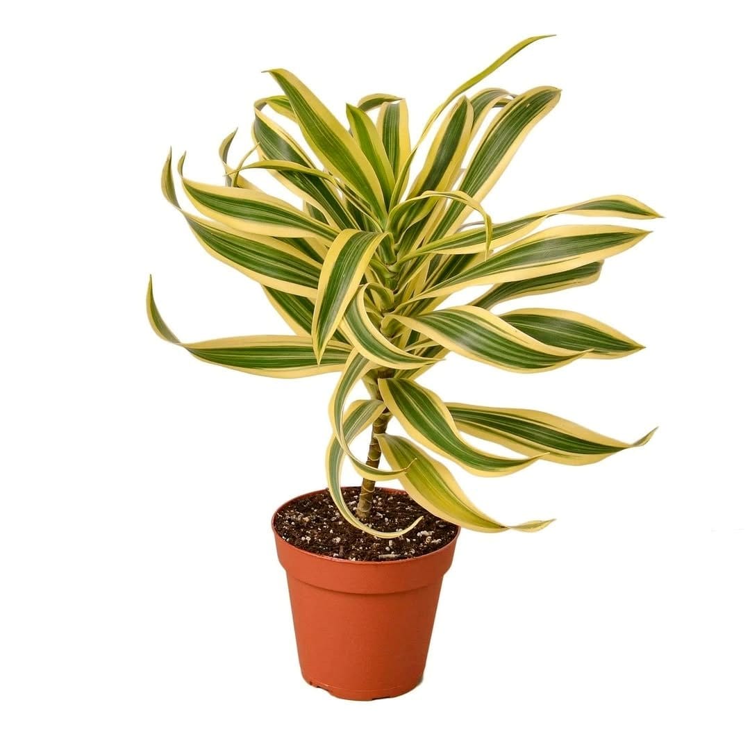 dracaena with variegated leaves