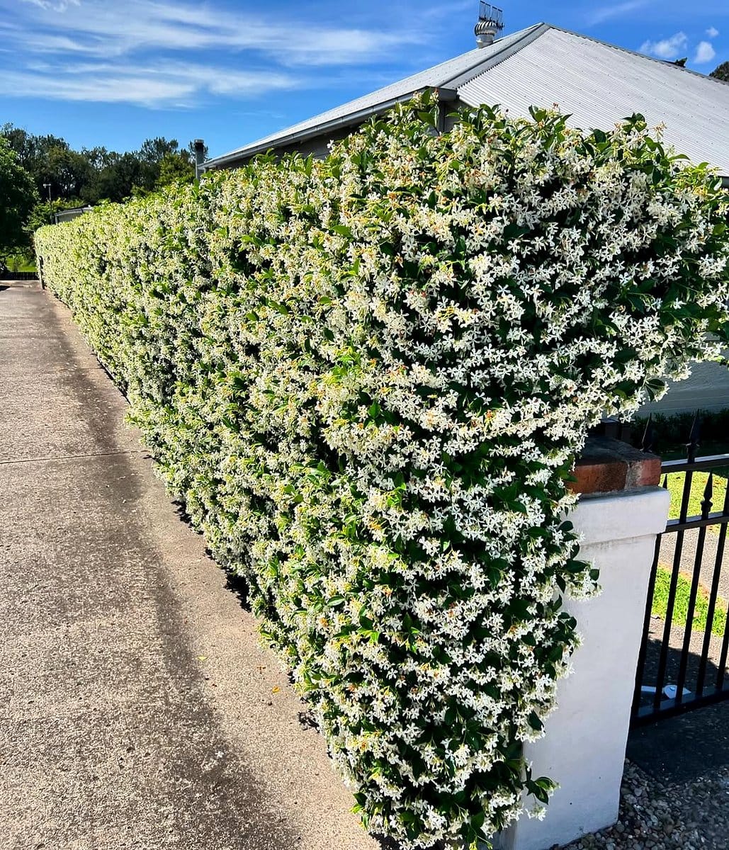 night-blooming jasmine against a fence