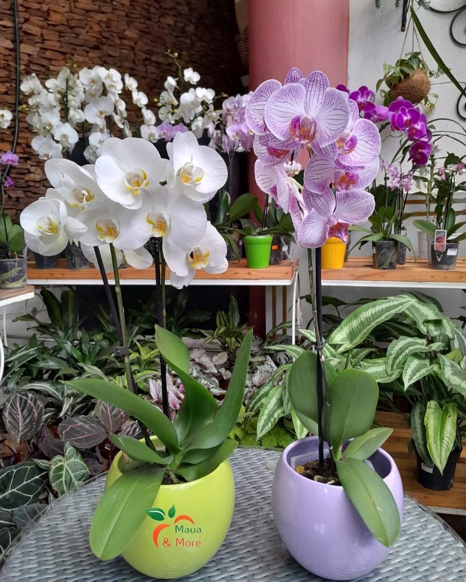 vibrant Phalaenopsis orchid