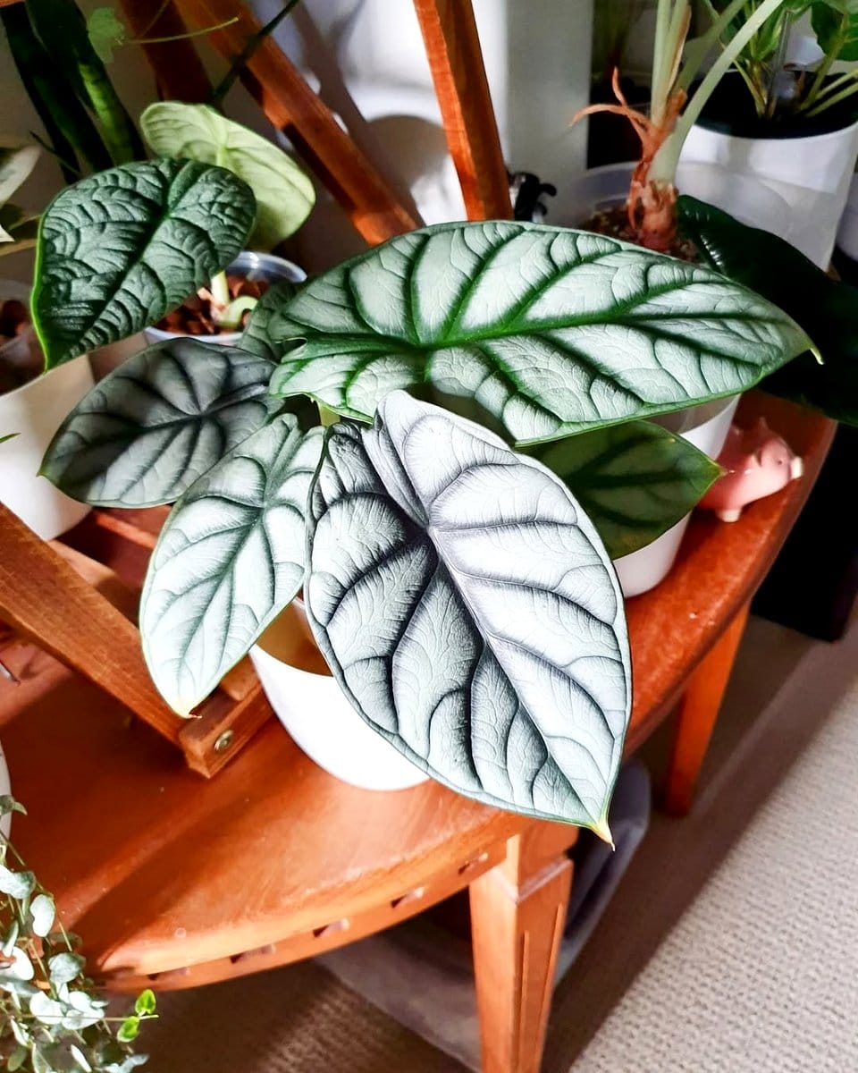 Alocasia Silver Dragon with silver leaves