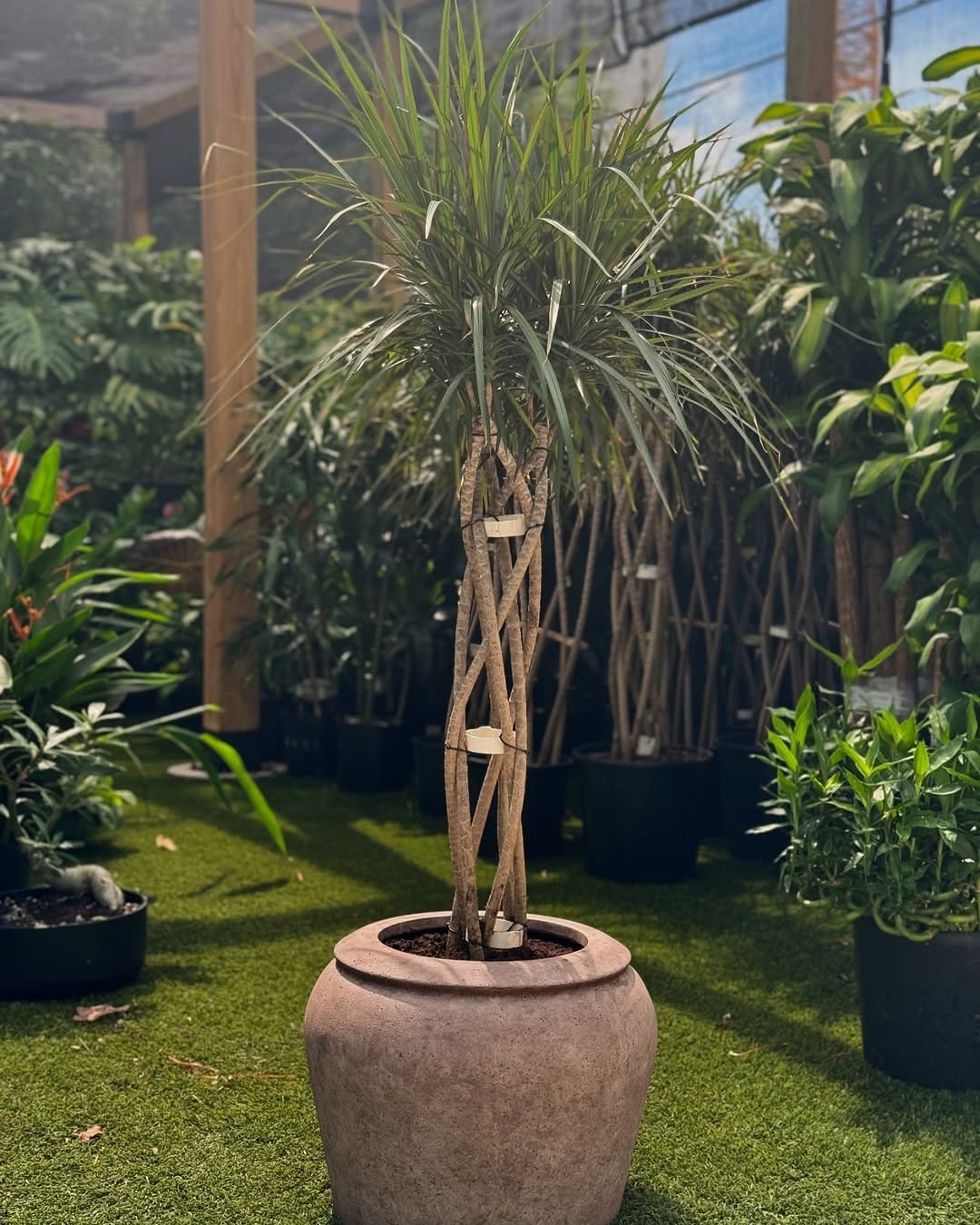 Healthy dracaena in stylish grey pot