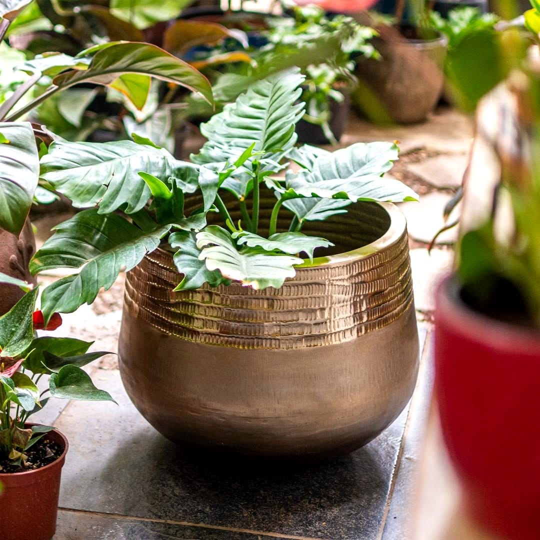 Antique brass planter with fig tree