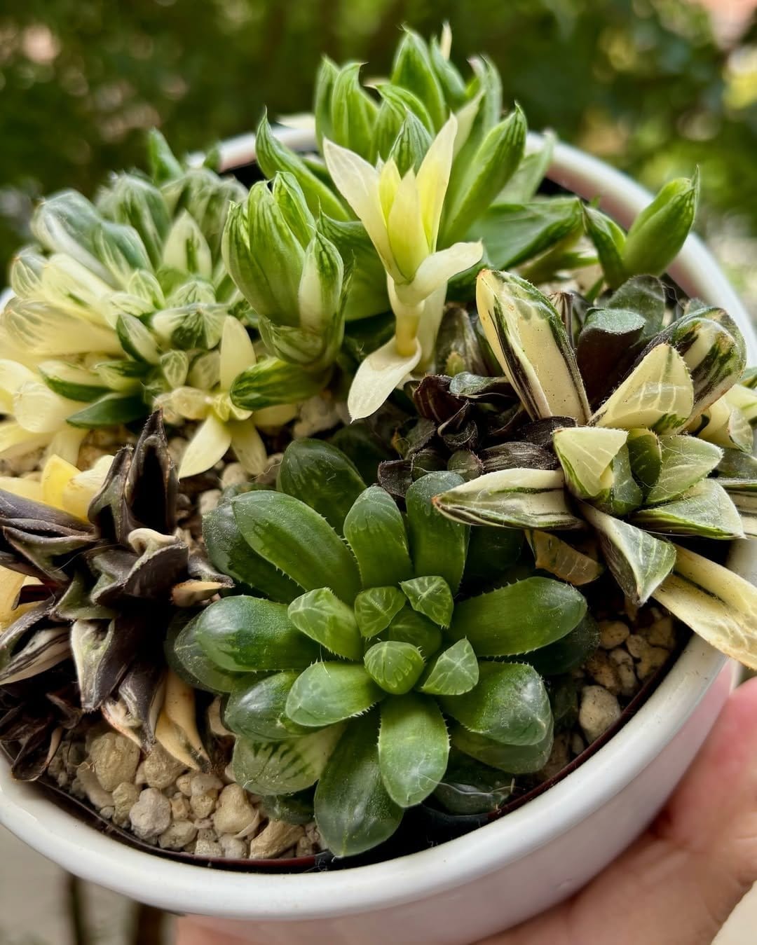 Spiky haworthia in small white pot