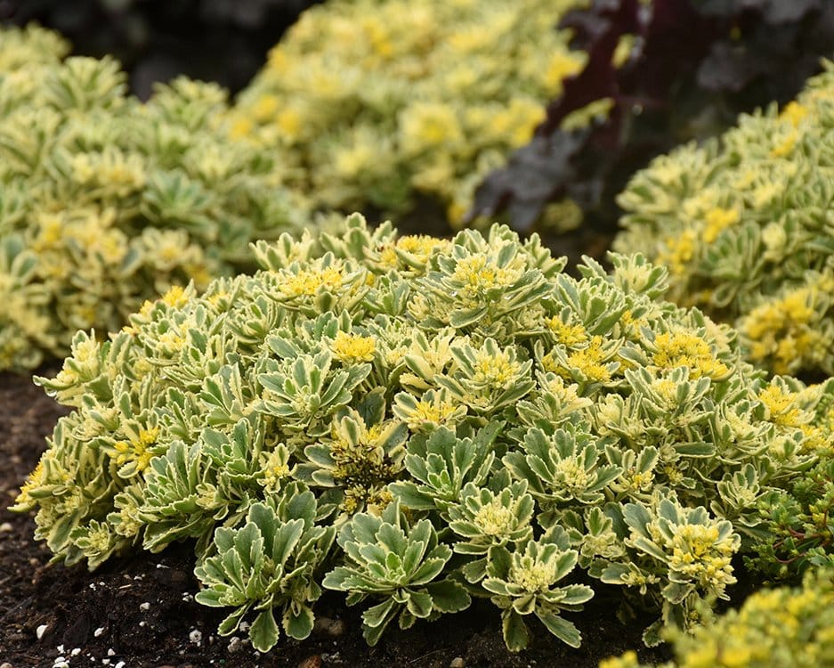 low-growing sedum in flower