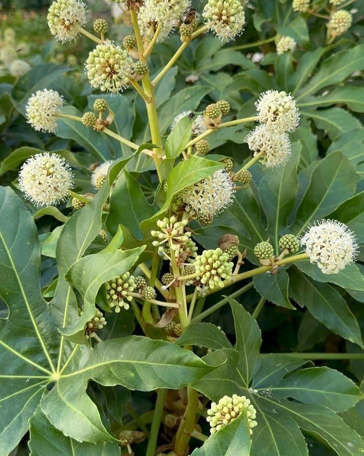 Japanese Aralia with large, glossy leaves