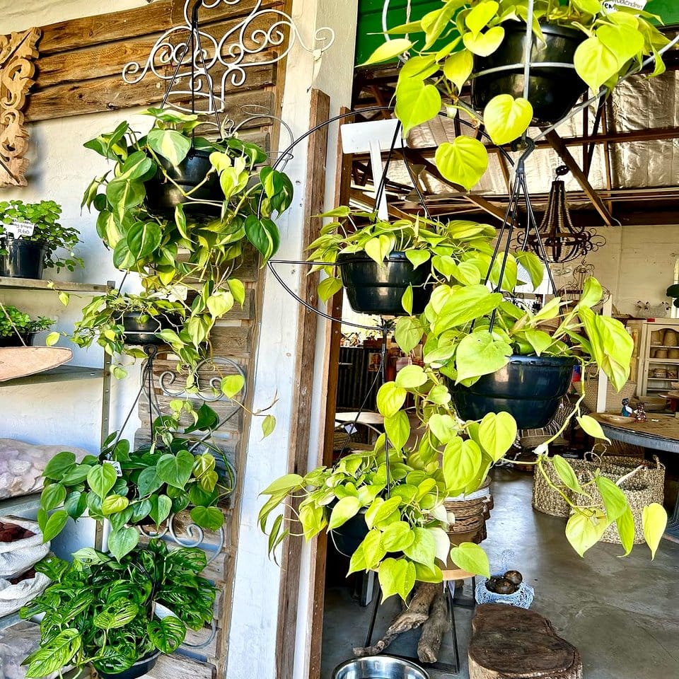 Metal grid with hanging plants