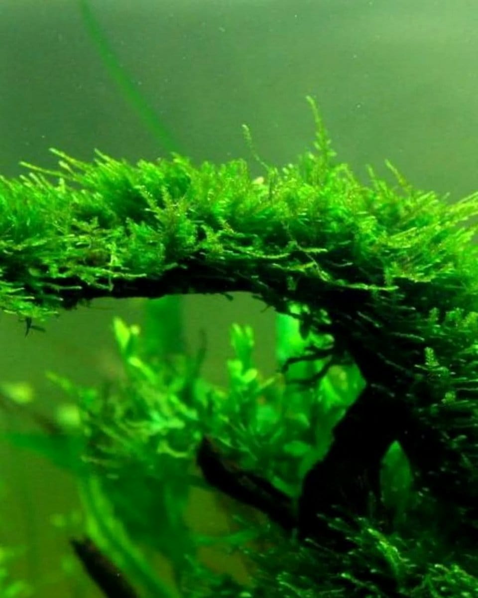 aquatic plants in sealed bottle