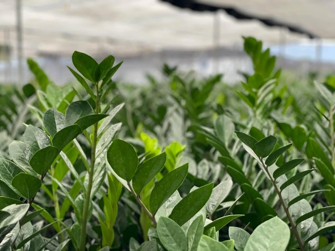 Croton Petra with vibrant multicolored leaves