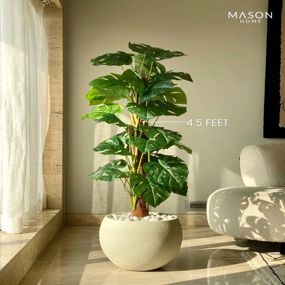 Cozy corner with a large fiddle leaf fig