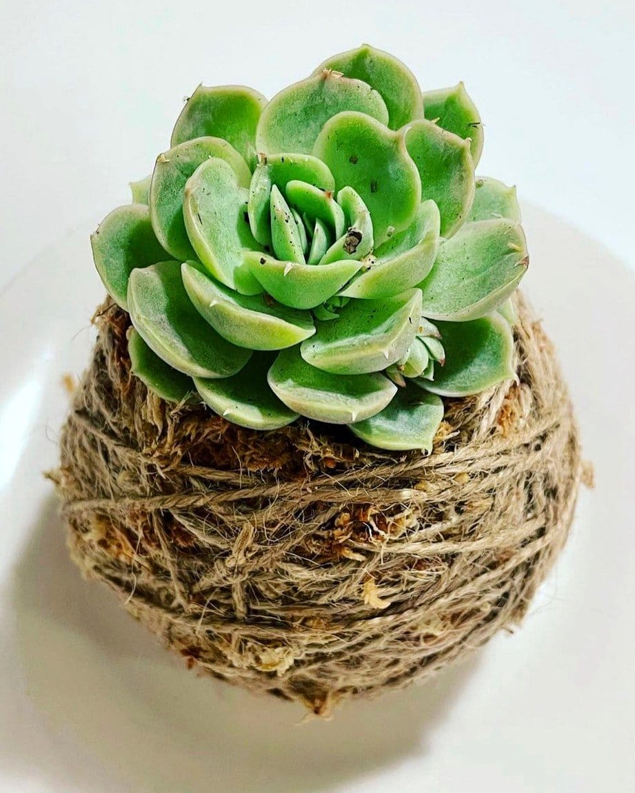 popular kokedama plant varieties