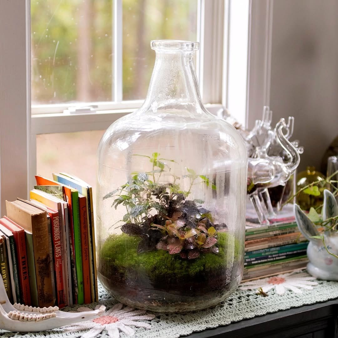 vintage glass jar terrarium with succulents