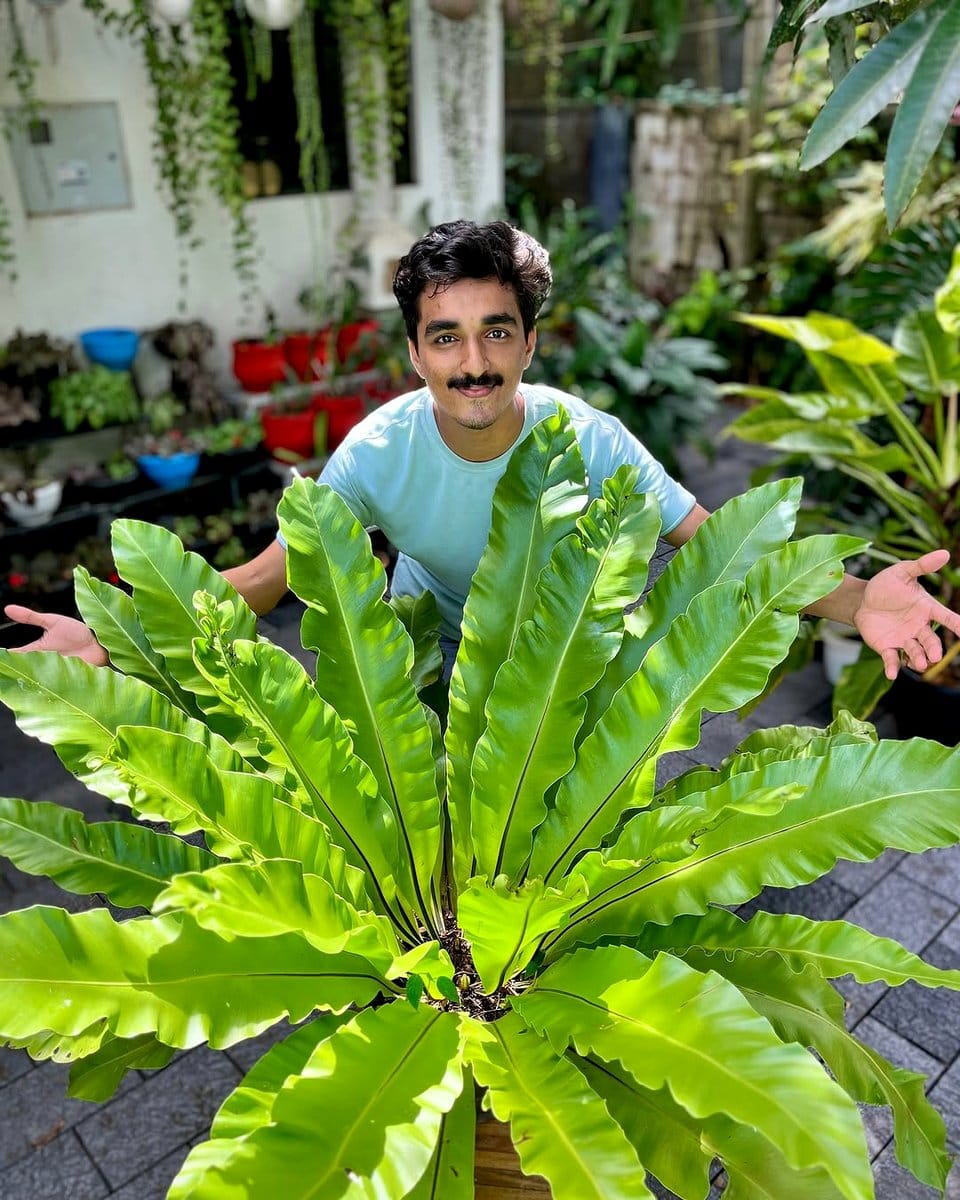bird's nest fern group in ceramic pots