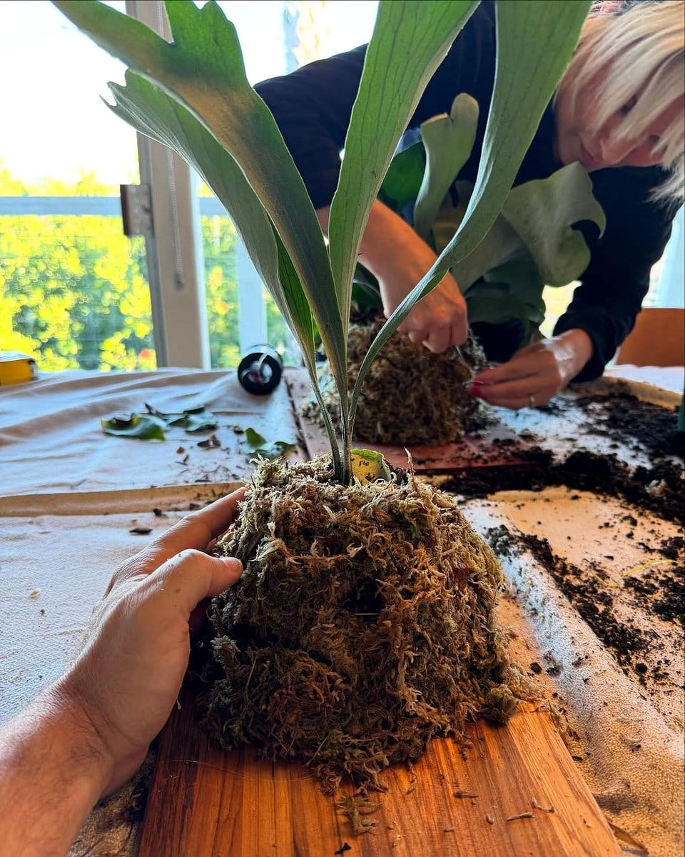 staghorn fern on staircase wall