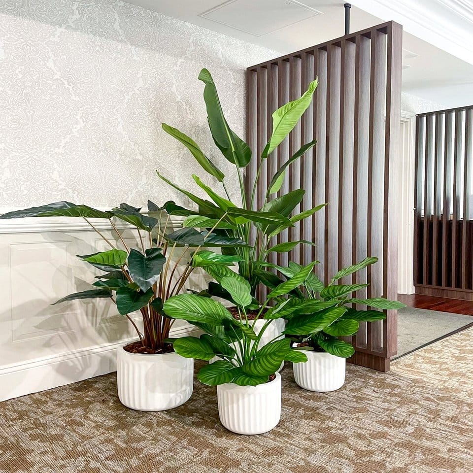 Grouped potted plants of various sizes