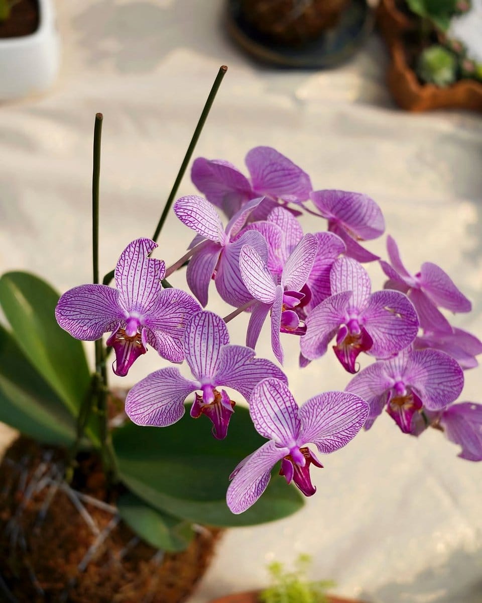 colorful plant kokedama in nursery