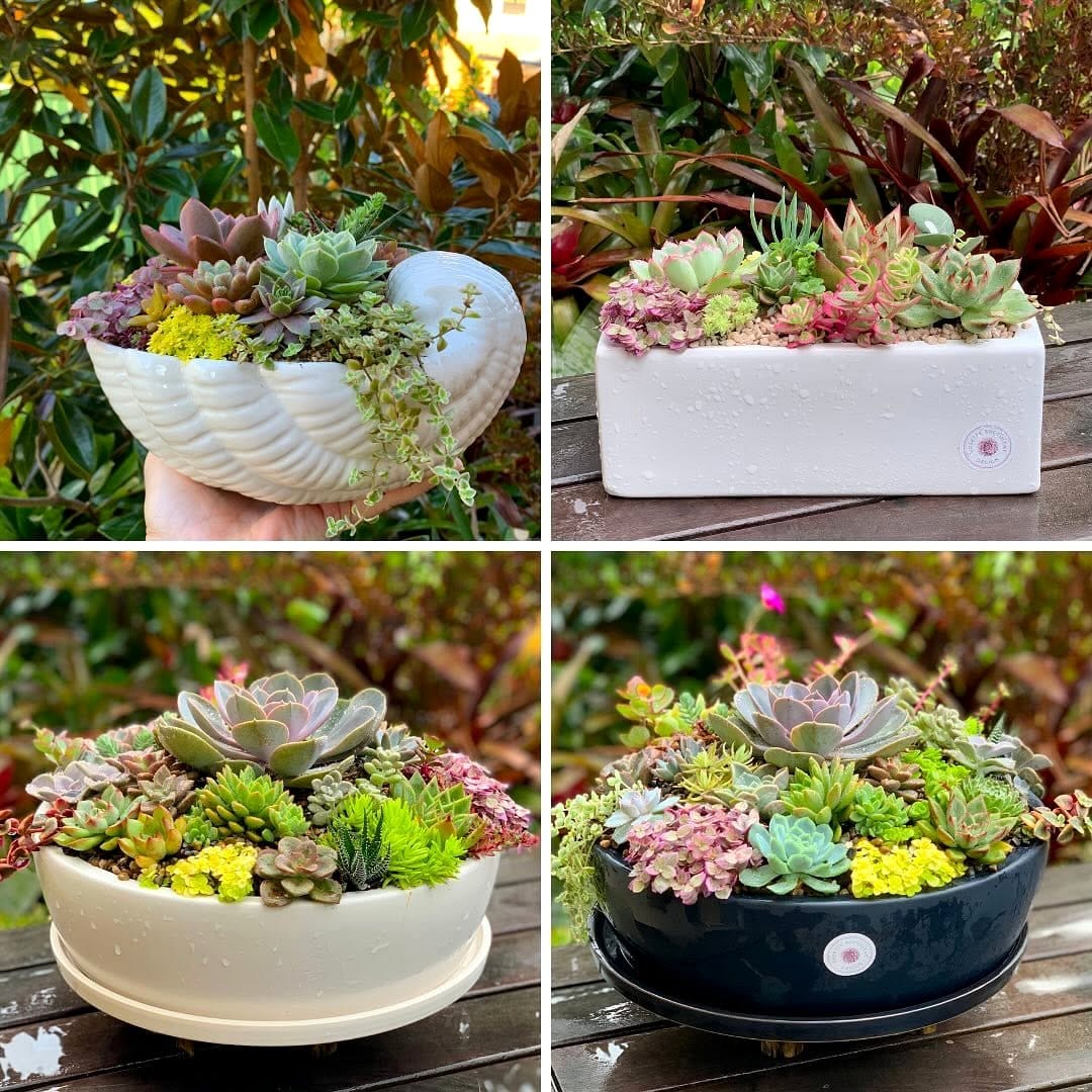 metal tray with succulents