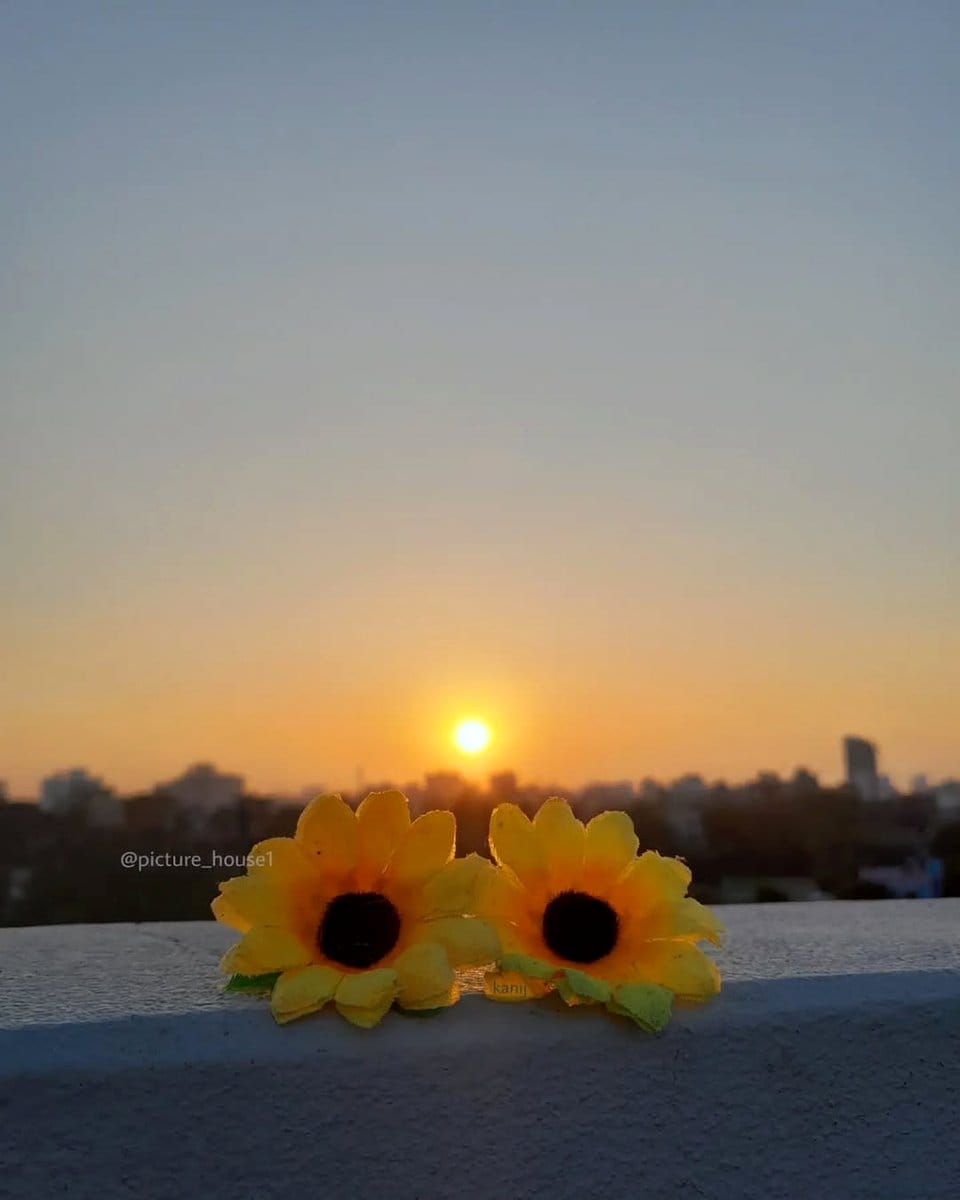evening sunflower in sunset