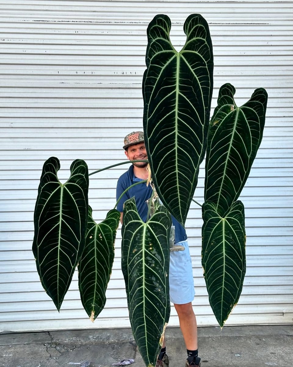 Anthurium Warocqueanum with long leaves