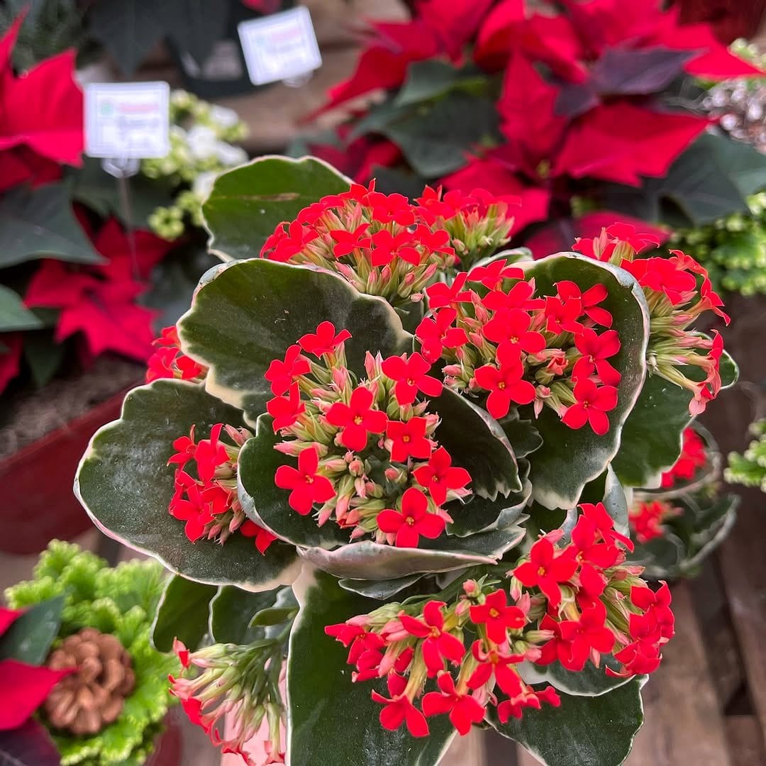 Lavender and rosemary plants indoors