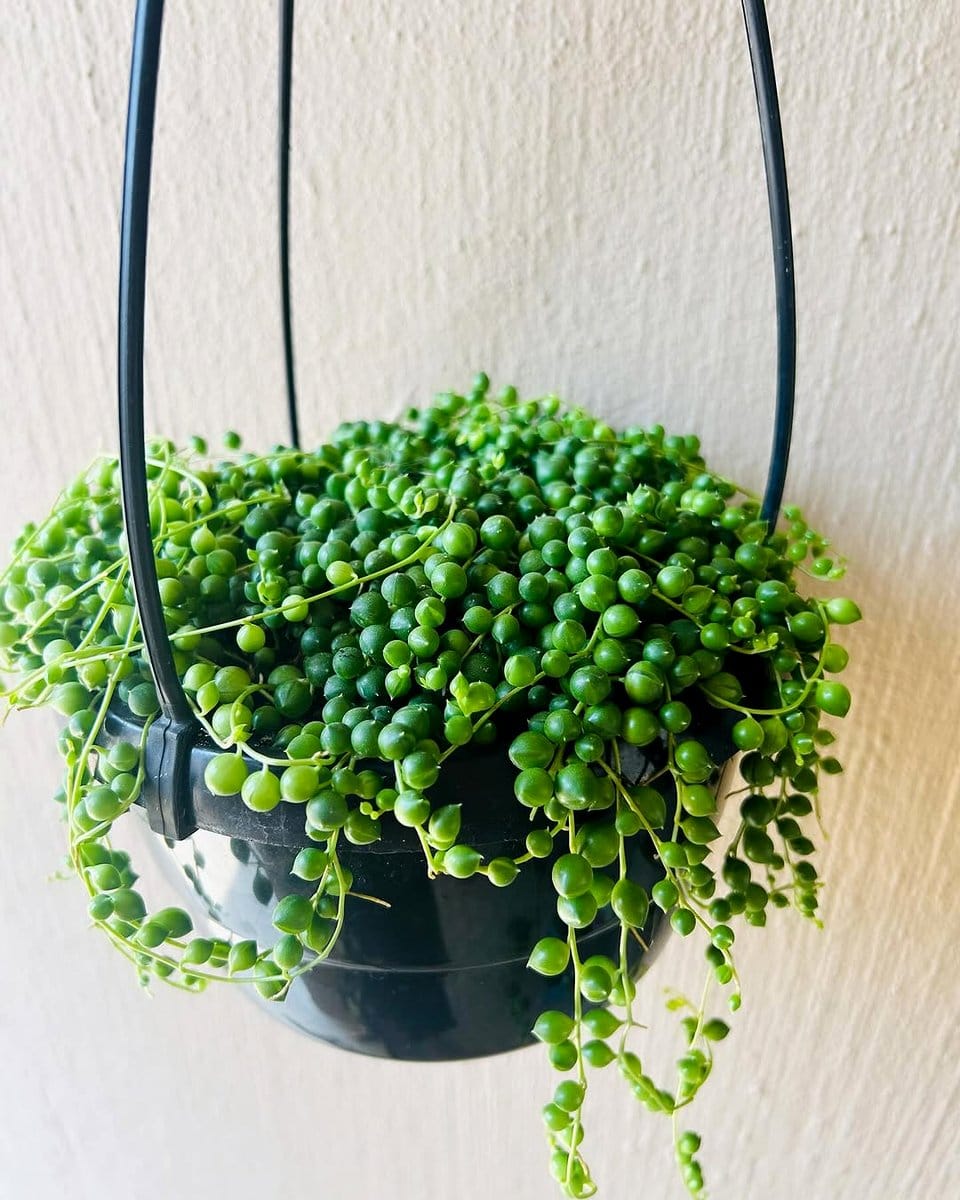 string of pearls in hanging basket
