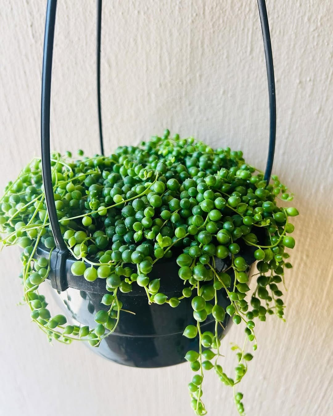 Unique string of pearls in hanging basket