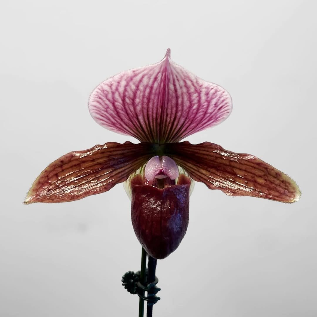 night-scented orchid on windowsill