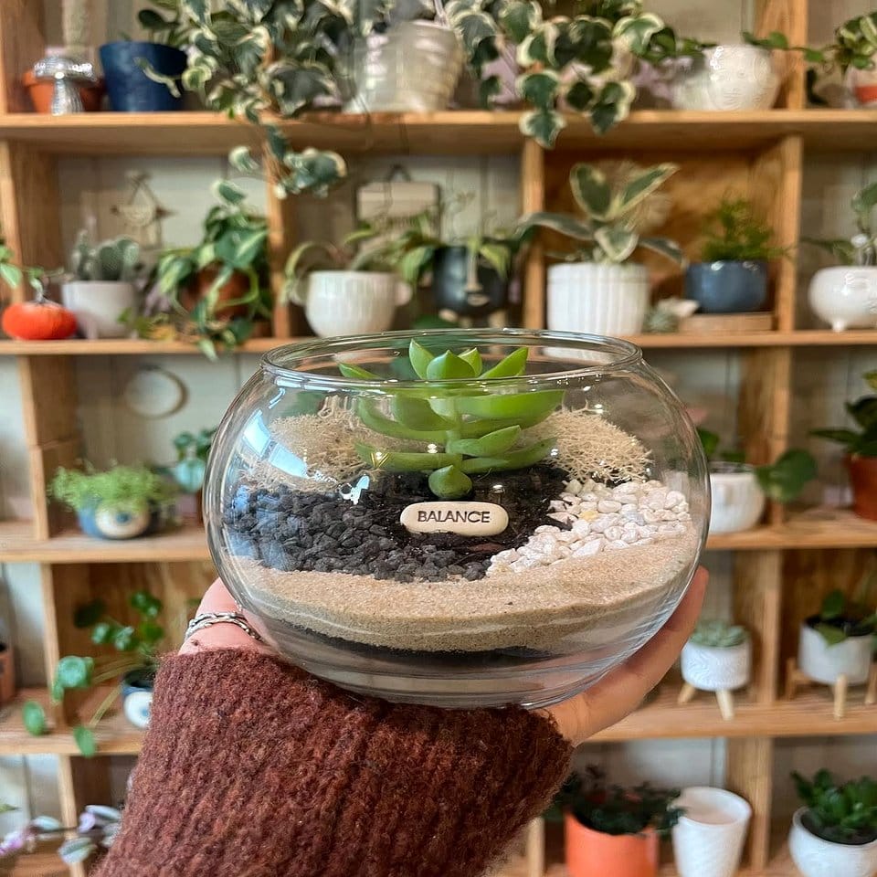 DIY glass terrarium with succulents
