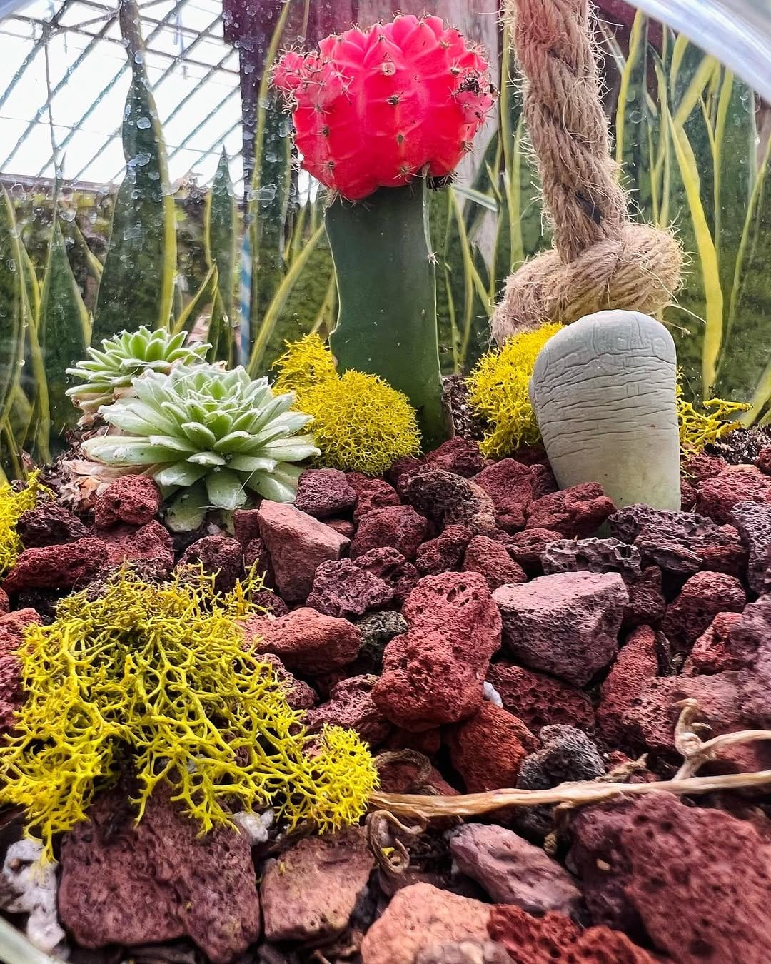 Diverse tabletop garden with succulents and rocks