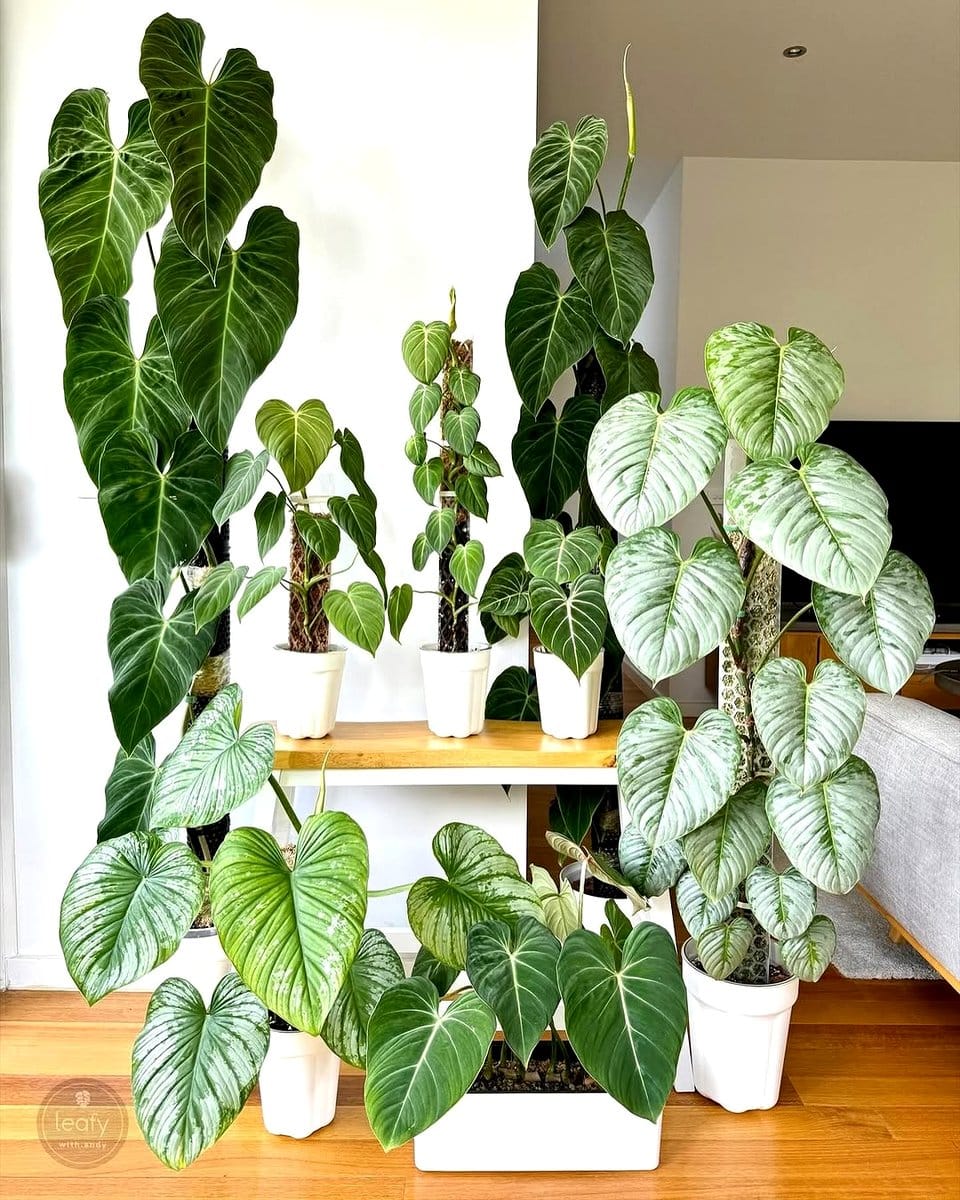 philodendron plant cluster