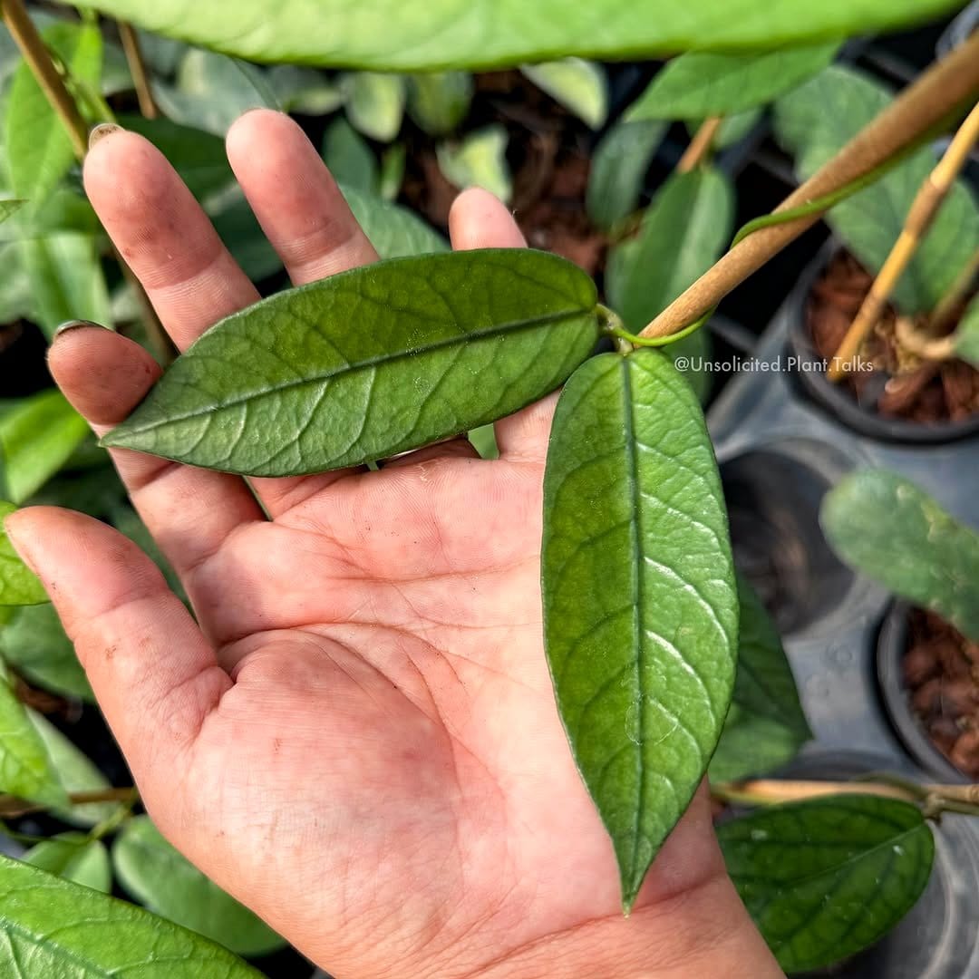 hanging planters with trailing ivy
