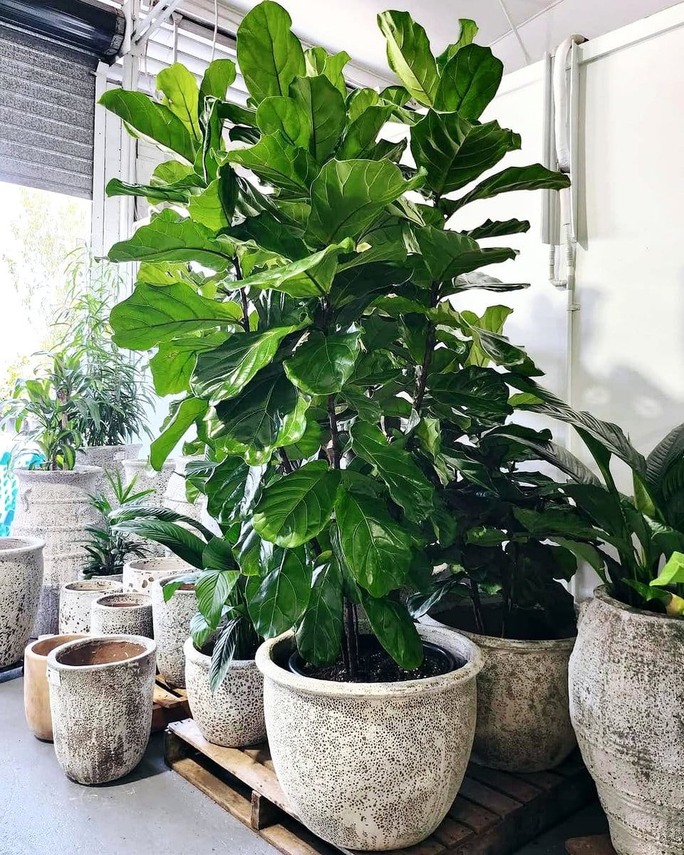 Fiddle leaf fig in terracotta pot