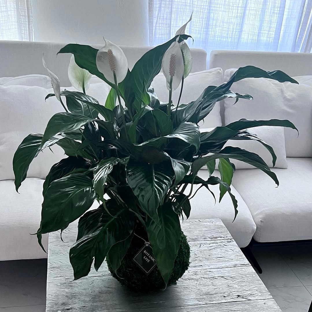 kokedama with humidity-loving plants in bathroom
