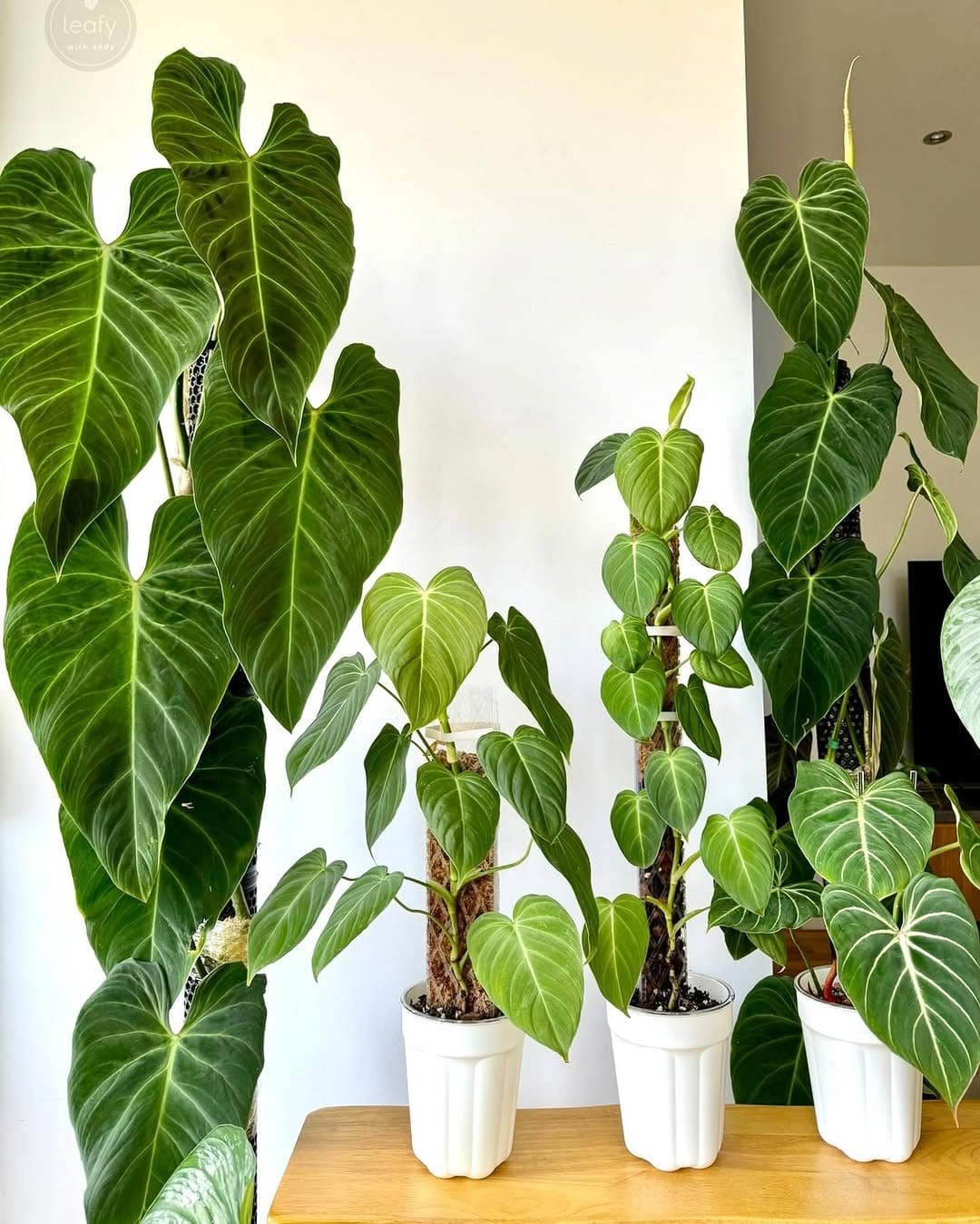 Lush philodendron on rustic shelf