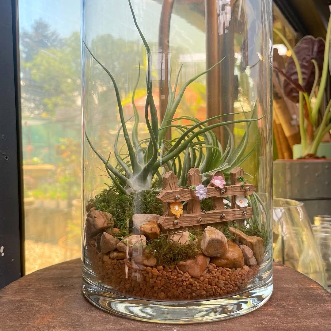 air plant in open terrarium