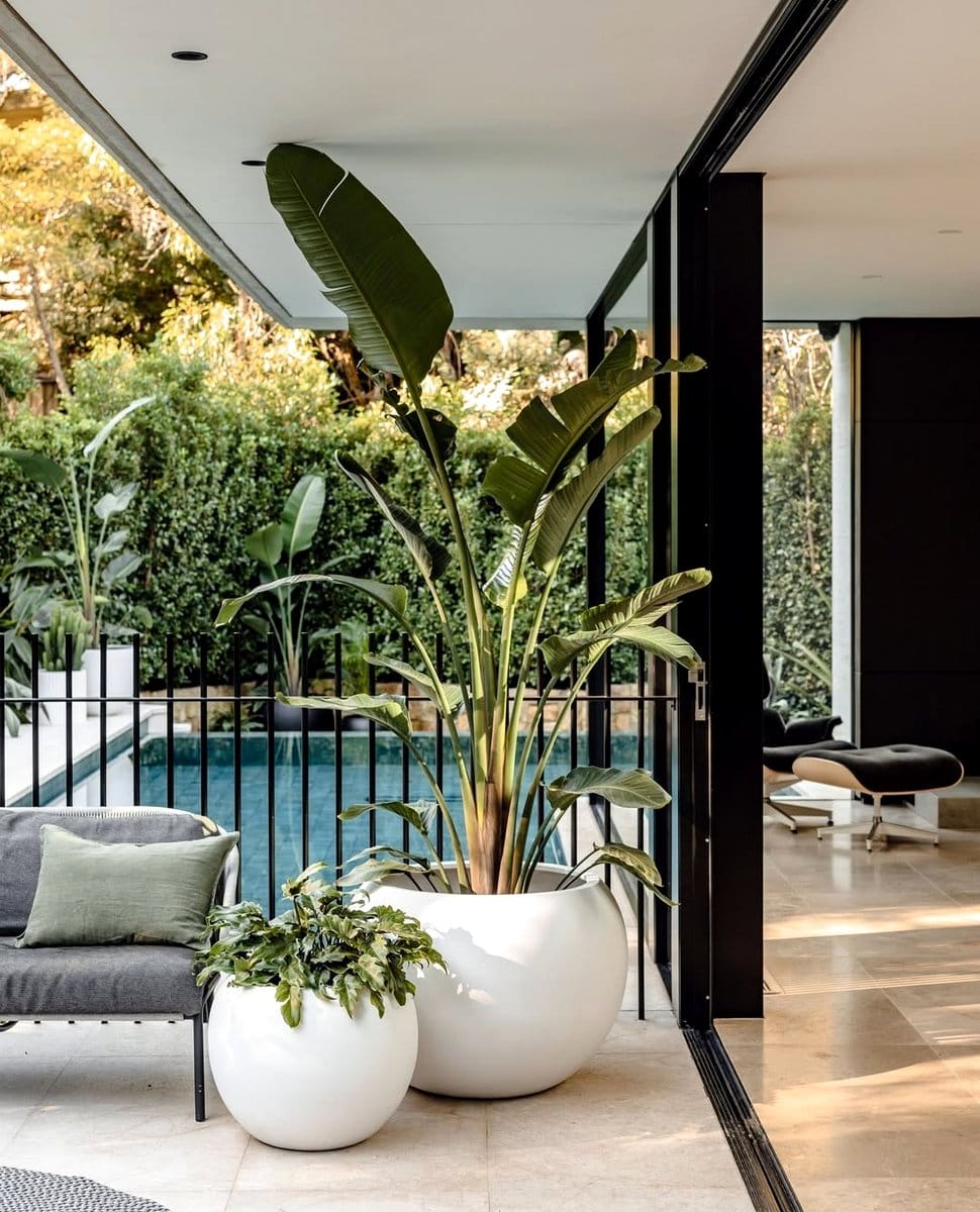 bird of paradise plant cluster