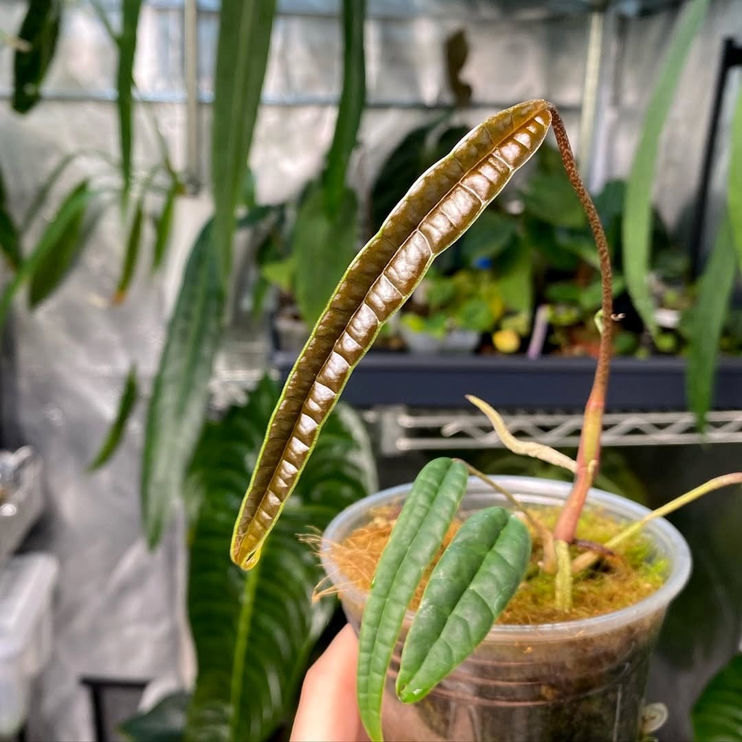 textured plant leaves