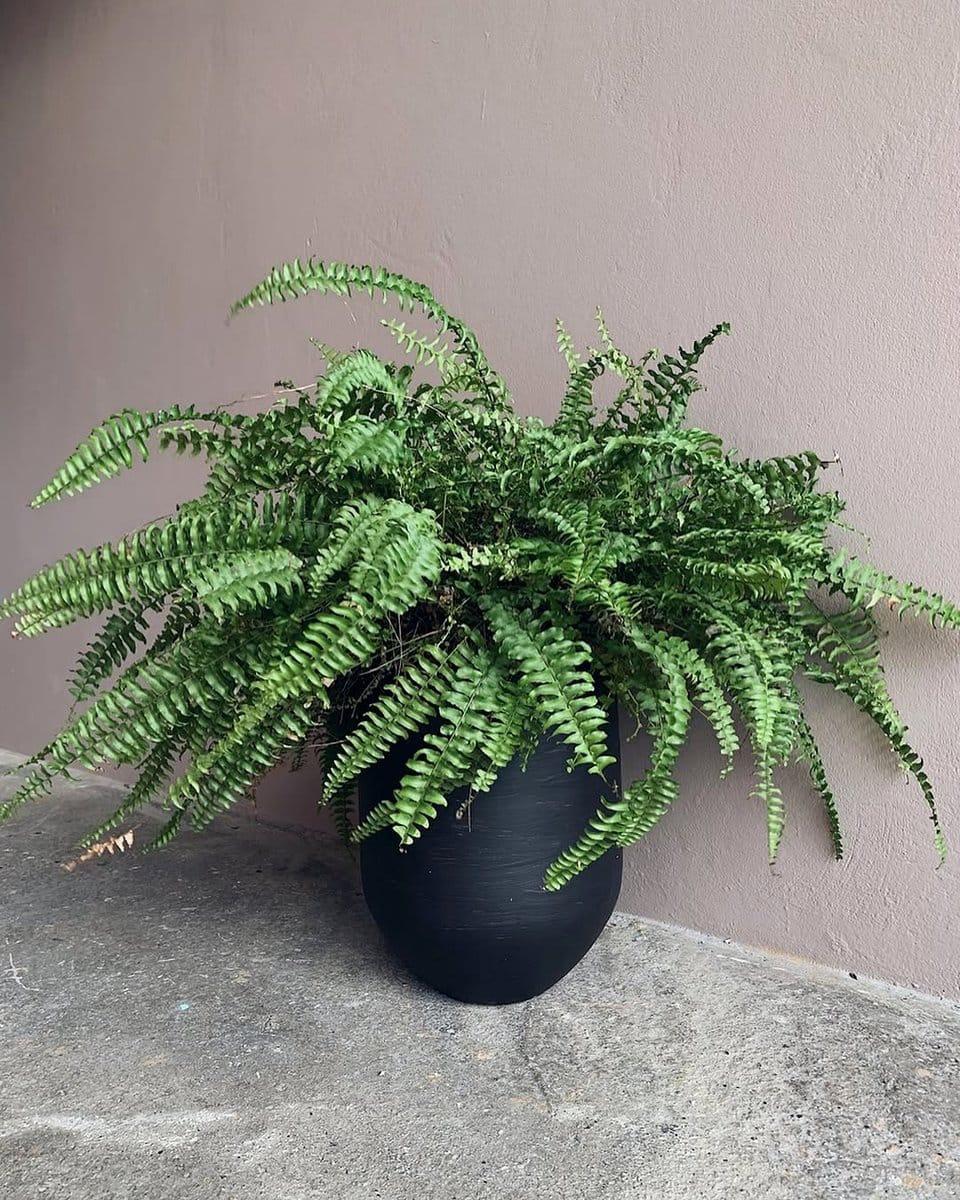 boston fern in rustic pot