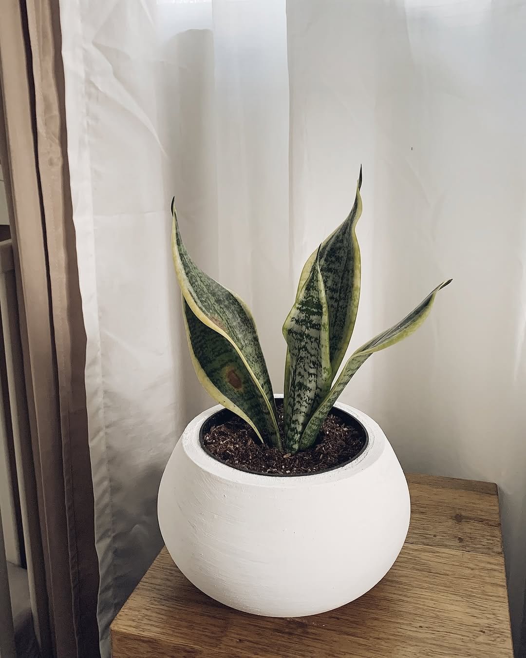 Sleek sansevieria in concrete planter
